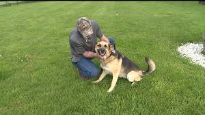 There are two animal shelters in louisville that receive stray pets: Dog Bounty Hunter Spends Free Time Tracking Lost Dogs For Pet Owners Wnep Com