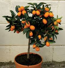 Little Green Notebook Calamondin Indoor Orange Trees Citrus Trees Kumquat Tree Indoor Kumquat Tree