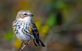 Download on the app store. Yellow Rumped Warbler Audubon Field Guide