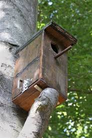 La chouette chevêche athene noctua. Un Nichoir Pour La Chouette Hulotte Nichoir Chouette Hulotte Chouette