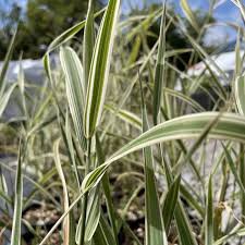 Image result for Carex mannii