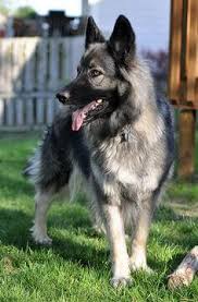 Huge black and silver german shepherds for sale from shiloh shepherd puppies for sale. Shiloh Shepherd Puppies For Sale Price Online