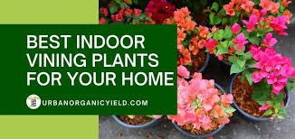 Maybe you would like to learn more about one of these? 18 Best Indoor Vining Plants That Climb Or You Can Hang List