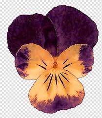 Pressed Flowers Transparent Background Png Cliparts Free Download Hiclipart Discover 239 free aesthetic flower png images with transparent backgrounds. pressed flowers transparent background