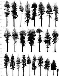 Tallestrankspeciestree name1coast redwood (sequoia sempervirens)hyperion2yellow meranti (shorea faguetiana)menara3mountain ash (eucalyptus regnans)centurion8 more rows. New 3d Measurements Of Large Redwood Trees For Biomass And Structure Scientific Reports