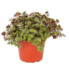 Most popular callisia repens varieties. Buy Turtle Vine Plant Callisia Repens Succulent Online At Plantsguru Com