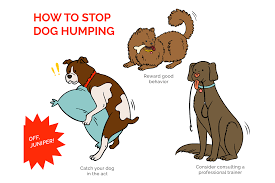 Best pet training recommendations for dogs and cats from peoplelovinganimals.com. Humping Dogs Mount For More Than Sexual Reasons