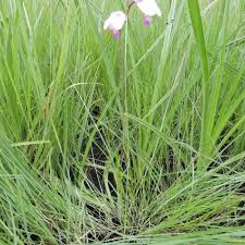 Image result for Anisotes formosissimus