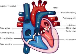 The best websites voted by users. Pulmonary Vein The Definitive Guide Biology Dictionary