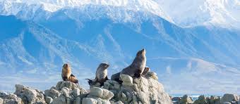 Dieser thailänder beleibt erstmal ruhig, bis er bemerkt, dass die schlange in. Pflanzen Tiere Neuseelands Ruapehu New Zealand