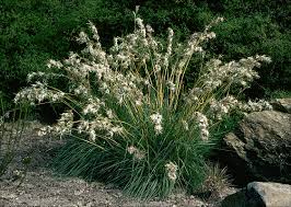 Image result for Cymbopogon pospischilii