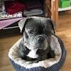 Puppies are the cutest creatures on the face of the earth, and french bulldog puppies. 1