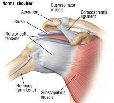 Muscles move the bones by pulling on the tendons. Shoulder Tendon Problems Treatment Options Buxton Osteopathy Clinic