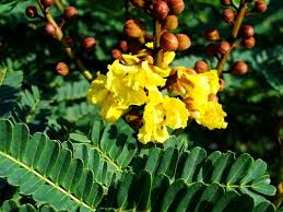 Image result for Peltophorum pterocarpum