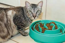 A Hungry Cat With A Puzzle Feeder Canned Cat Food Instinct Cat Food Cat Food