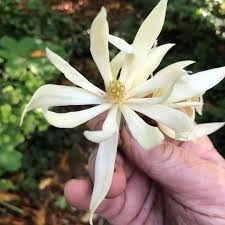 It is so rare but the perfume is heavenly. Bai Lan Or Pak Lan Magnolia Alba Yamina Rare Plants Facebook