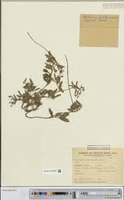 Image result for Tephrosia nyikensis