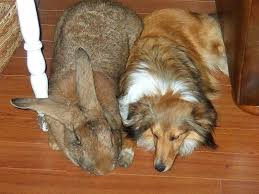Small Dog Or Big Rabbit Giant Rabbit Flemish Giant Rabbit Flemish Giant