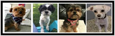 Some of the teacup and toy breed puppies we carry here at teacups. Yorkie911 Rescue Welcome