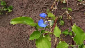 Image result for Commelina benghalensis