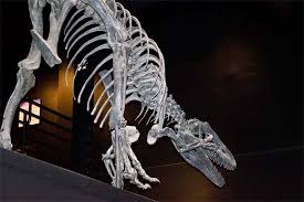 Spinosaurus Giganotosaurus Tyrannosaurus Yangchuanosaurus Allosaurus,  Dinosaur, Tyrannosaurus, Fauna, Terrestrial Animal Png | Pngwing
