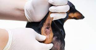 Was ist wenn ein hund blut im stuhl hat? Hund Blut Im Stuhl Als Ernstes Warnsignal