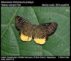 Image result for Trichoneura