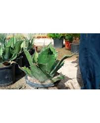 Cacti flowers are typically quite spectacular and very complex. Sale Agave Ferox Online Space Garden Nursery Online