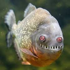 View, comment, download and edit megamind minecraft skins. I Like This Fish Wanna Name Him Carl 9gag