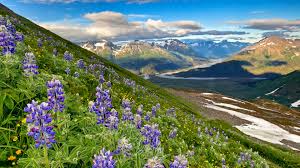 Lupines are one of the first plants to bloom here, and because of this, they are even more beautiful. Wallpaper Nature Landscape Sky Clouds Valley Mountains River Rocks Purple Flowers Fjord Alaska Usa 1920x1080 Vitalblurs 1846005 Hd Wallpapers Wallhere