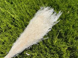 Image result for Agrostis products