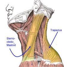 5 Best Treatments For A Pulled Neck Muscle Pulled Neck Muscle Massage Therapy Body Health