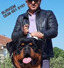 Rot Fiyatlari Arsivleri Bursa Kopek Egitim Merkezi