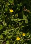 Image result for Crepidorhopalon rupestris
