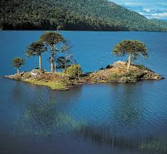 Educarchile Cl Playas Paradisiacas Paisajes Arbol Araucaria