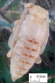 Image result for Hyperacanthus microphyllus