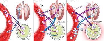 Viruses Free Full Text The T Cell Response To Type 2 Porcine Reproductive And Respiratory Syndrome Virus Prrsv Html
