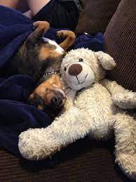 Pin On Sleepy Dog