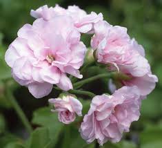 Martha stewart geraniums are never pinched. Geranium Better Homes Gardens