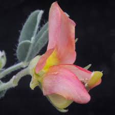 Image result for Crotalaria podocarpa