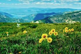 The 24 pools are open. Wildflower Hotspots In Three Seasons At Rocky Mountain National Park Outdoor Project