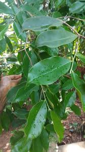 Download these agarwood leaves background or photos and you can use them for many purposes, such as banner. Agallocha Aquilaria Plantation And Research Center Facebook