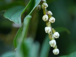 Image result for Dioscoreaceae