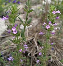 Image result for Micromeria