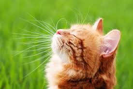 Kedi Kumu Kokusu Nasil Engellenir Ukala Hayvan