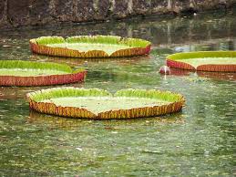 Jardin Botanique Pamplemousses Ile Maurice Outdoor Decor Outdoor Decor