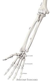 Forearm And Hand Bones The Frontal View Arm Bones Anatomy Bones Human Anatomy Drawing