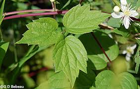 Check spelling or type a new query. Virgin S Bower Clematis Virginiana L