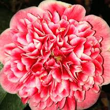 Camellia Volunteer New A New Camellia Japonica Called Volunteer Has Been Described As The Most Significant New Release For 20 Years Fresh In At Cow