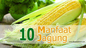 Jagung rebus menjadi makanan yang istimewa di musim hujan seperti sekarang ini. Manfaat Jagung Berikut 10 Jagung Madu Terengganu Facebook